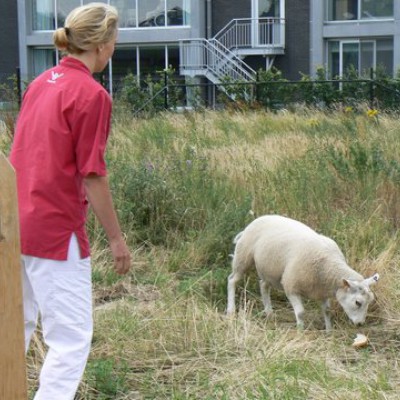 Schaap eet brood