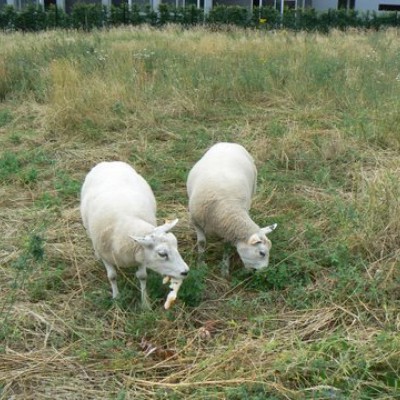 Schapen op de weide