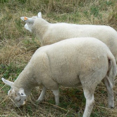 grazende schapen